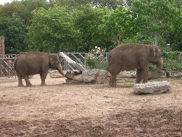 Elephants at Chester Zoo