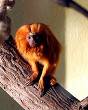 Tamarind Monkey