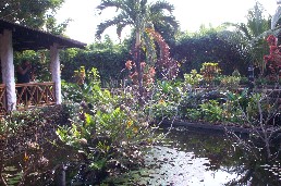 Pond and yellow birds