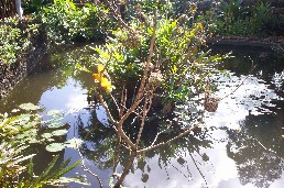 Pond and the bird life
