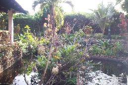 Pond and yellow birds
