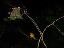 Birds active after dark