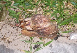 Huge snail in Kenya