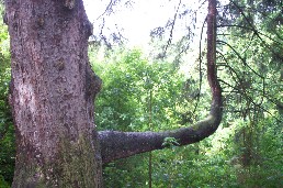 Wierd tree branch